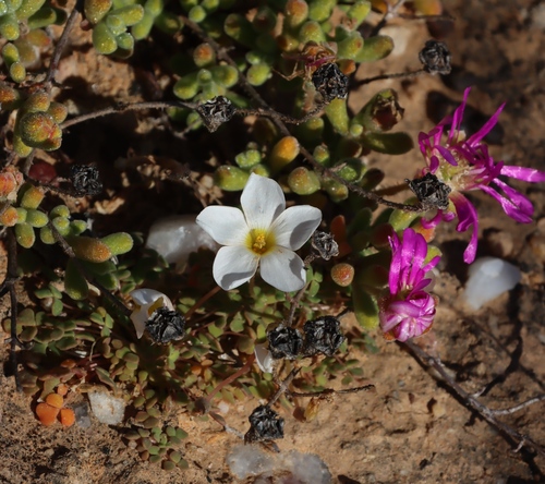 Lichen Sorrel (Oxalis lichenoides)