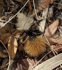 Dasymutilla magna