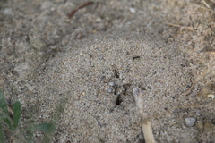 Dorymyrmex grandulus