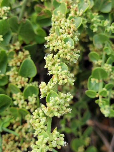 Image of Cryptocarpus pyriformis by no rights reserved