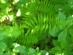 Coryphopteris simulata