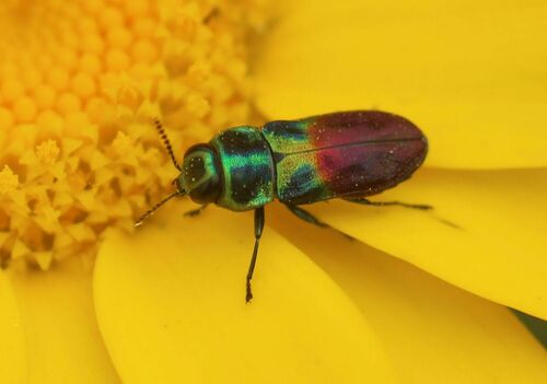 Representative image of Anthaxia dimidiata