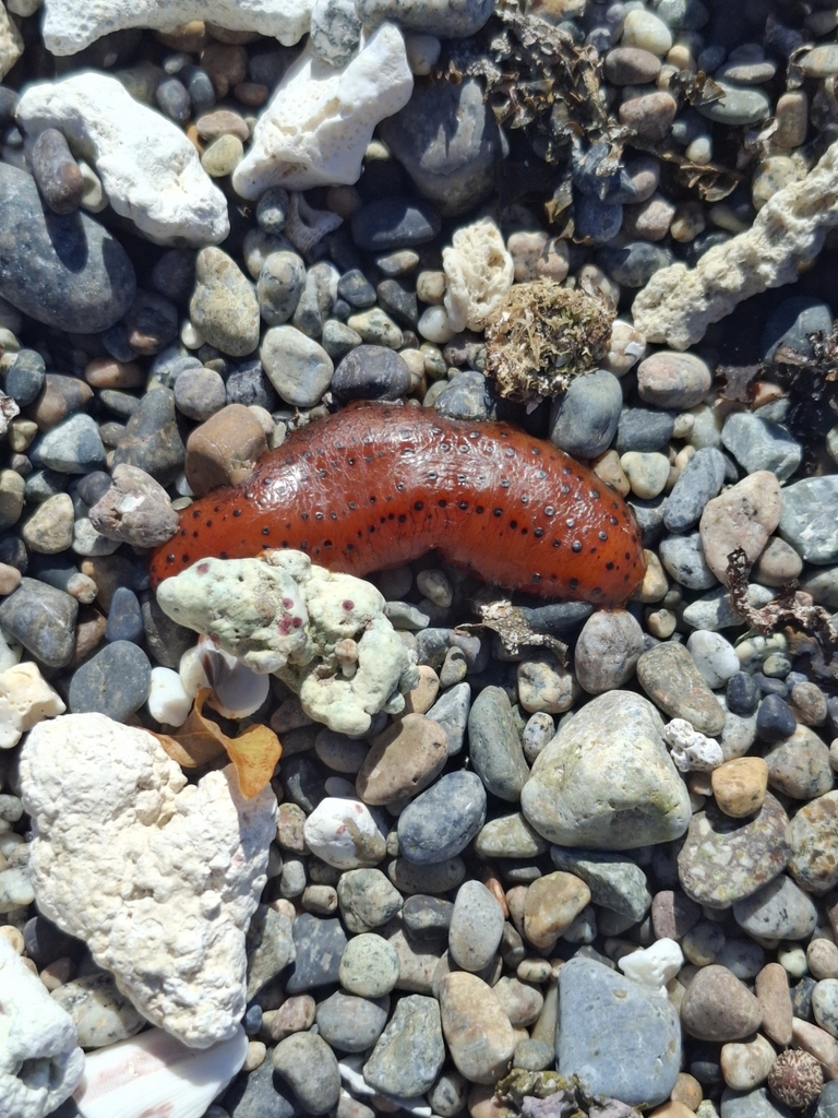 Labidodemas americanum