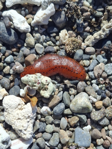 Labidodemas americanum