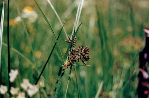 Cyperus longus iNat (1)