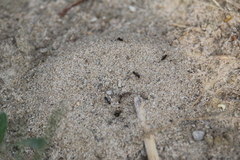 Dorymyrmex grandulus