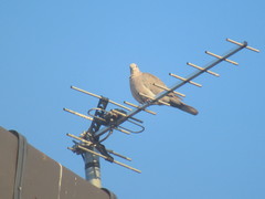 Streptopelia decaocto