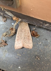 Leucania pseudargyria