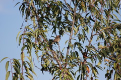 Zonotrichia capensis
