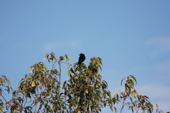 Molothrus bonariensis