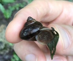 Cyclophorus punctatus