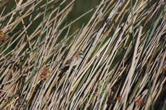 Zonotrichia capensis