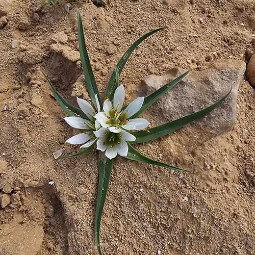 Libyan Meadow Saffron