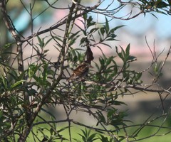 Zonotrichia capensis