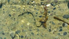Zostera