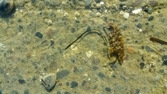 Zostera