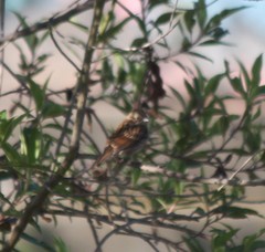 Zonotrichia capensis