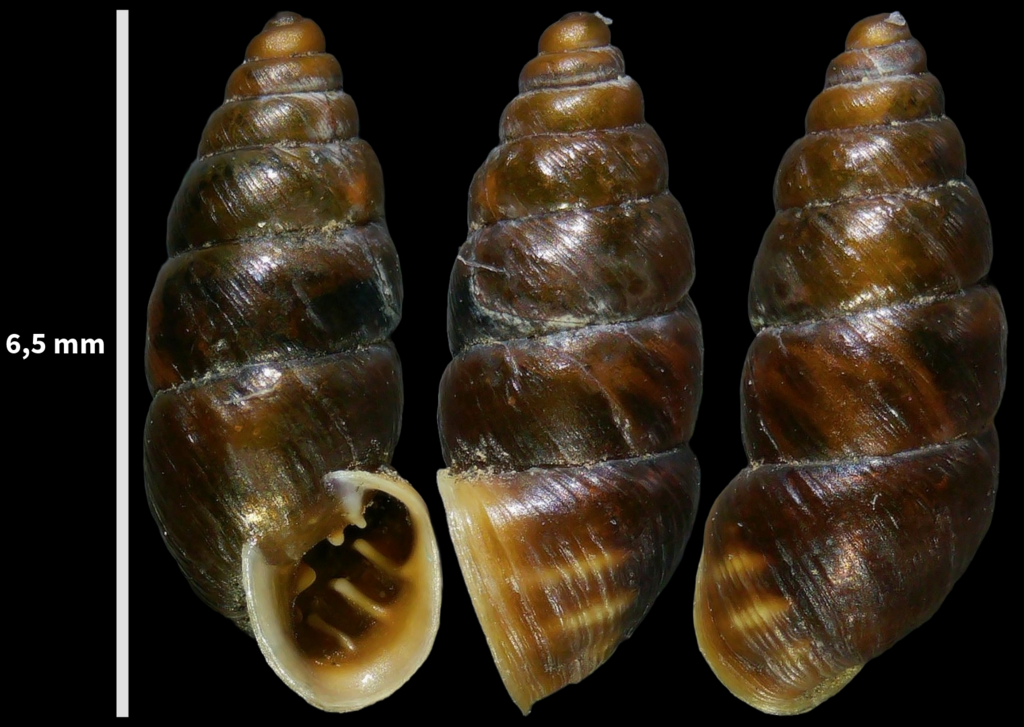 Chondrina avenacea