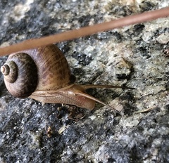 Cyclophorus punctatus