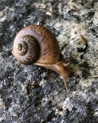 Cyclophorus punctatus