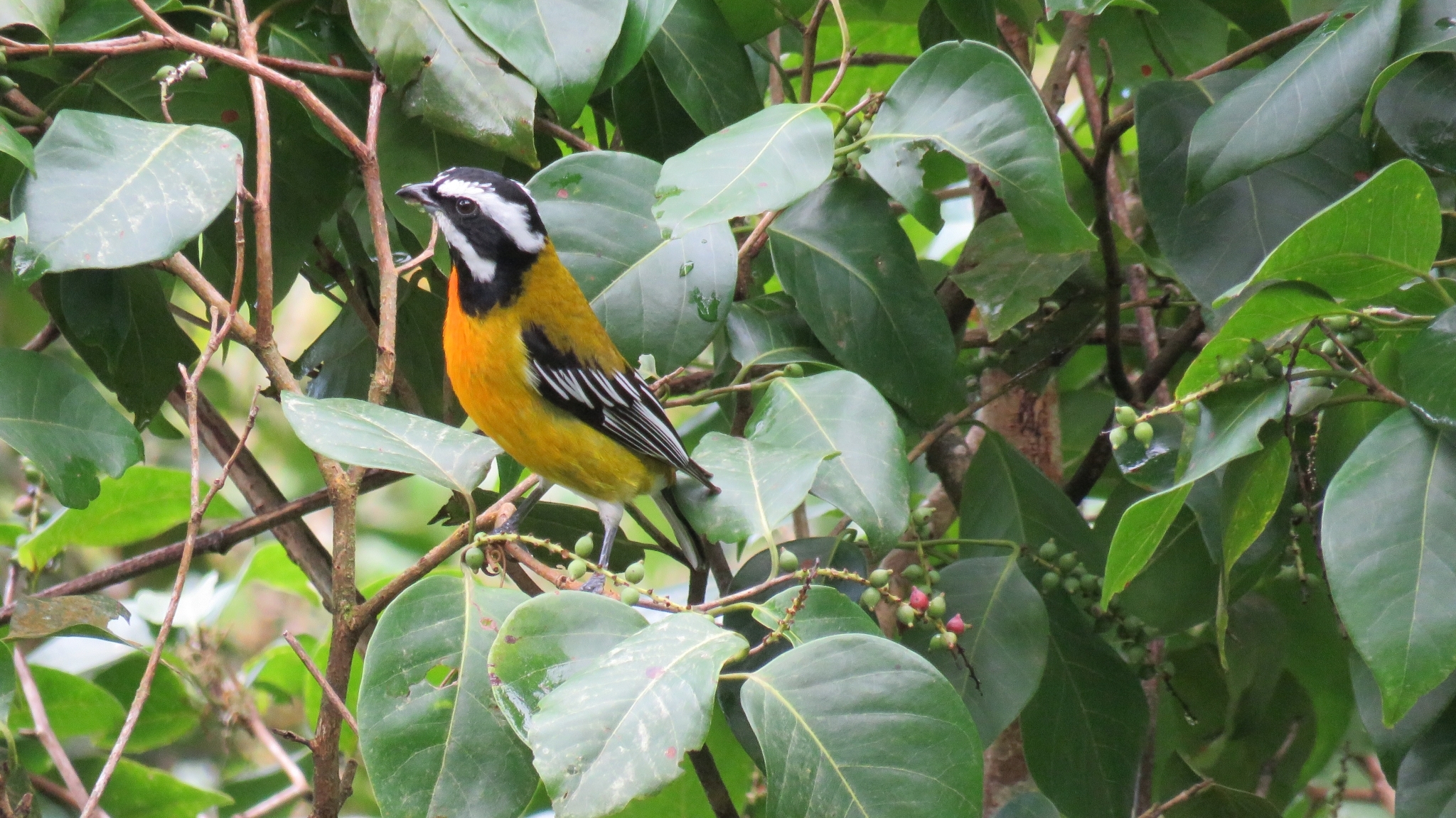 Jamaican Spindalis (Spindalis nigricephala), photo 1