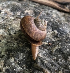 Cyclophorus punctatus
