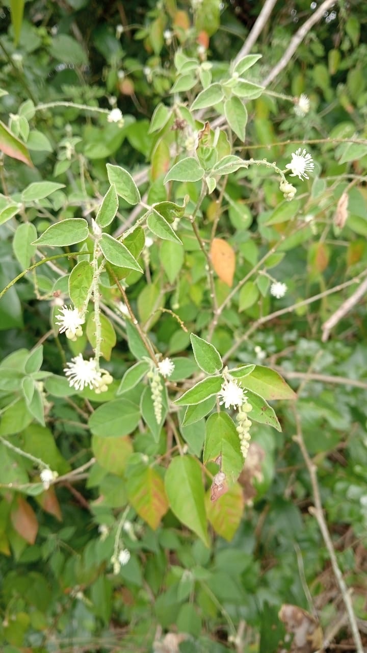 Imagem de Velame-do-campo
