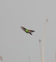 Colibri coruscans