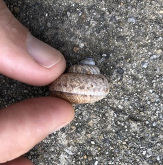Cyclophorus punctatus