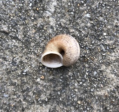 Cyclophorus punctatus