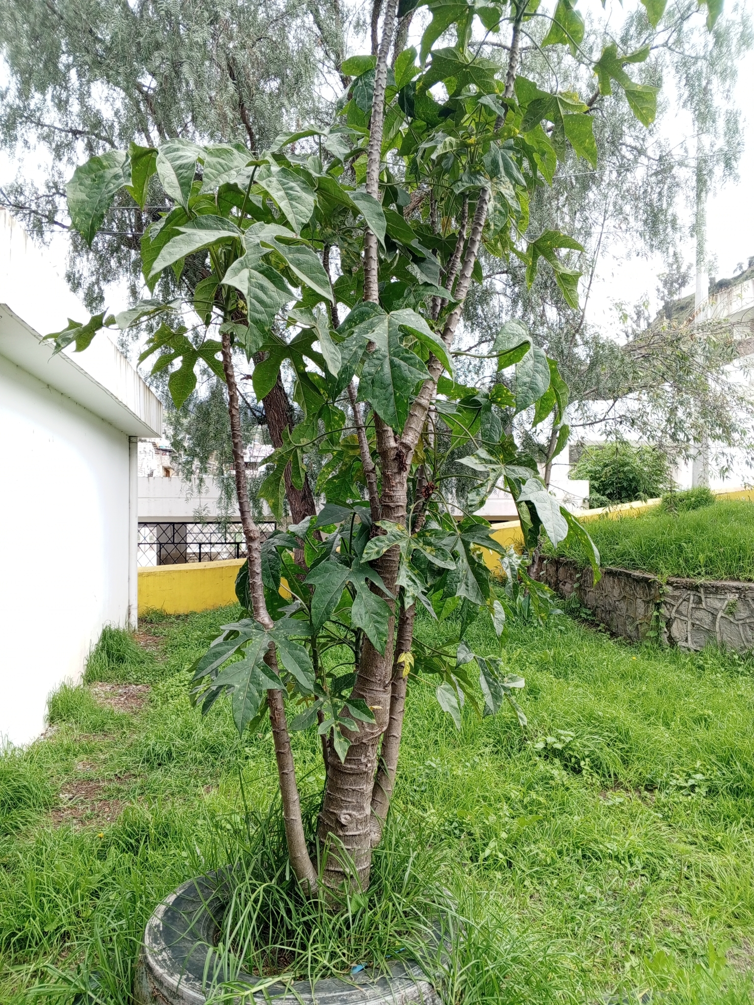 Imagem de Babaco