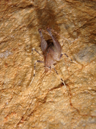 Alanya Cave Cricket