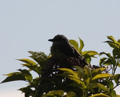 Tyrannus melancholicus