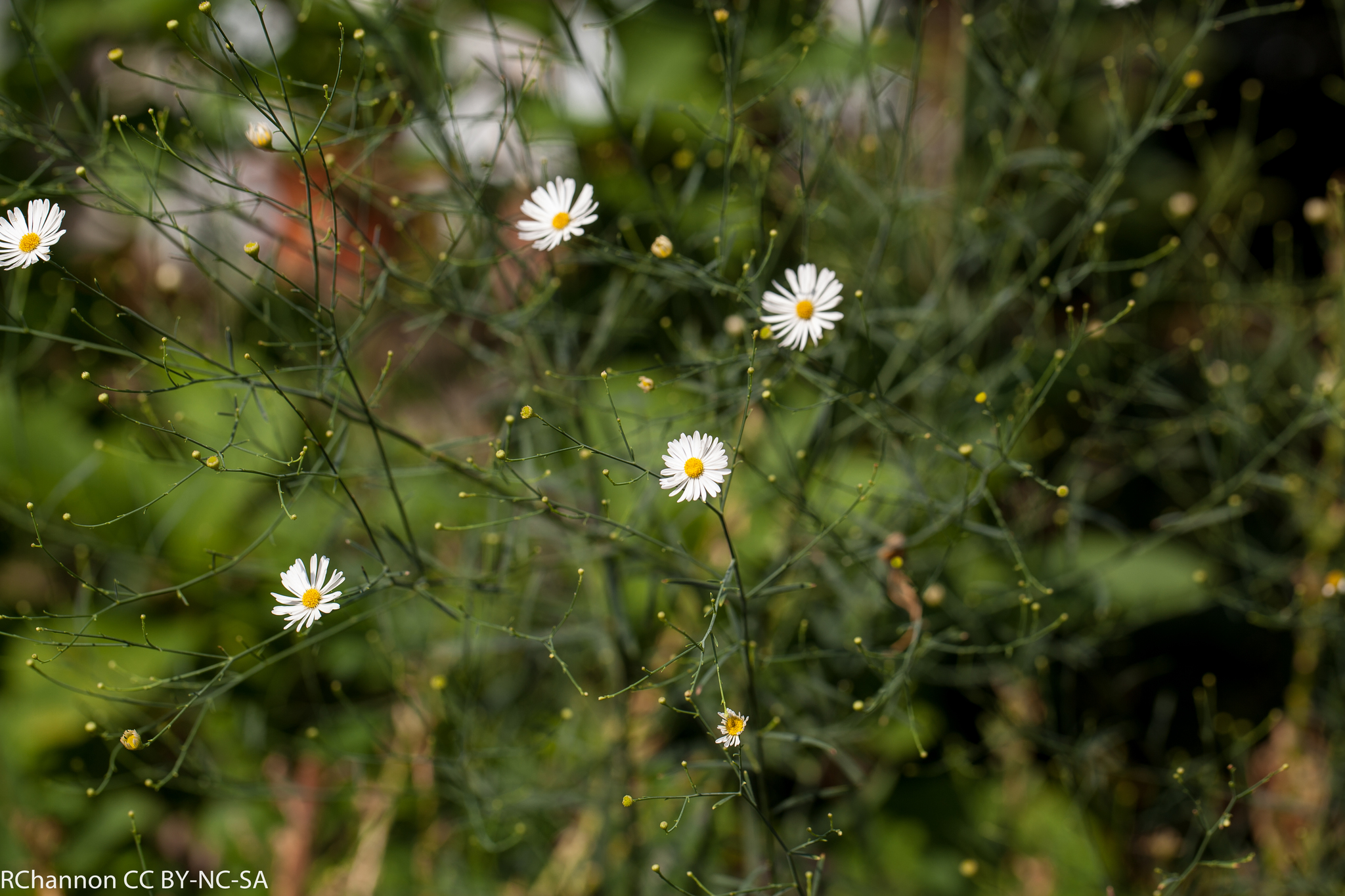 Boltonia diffusa