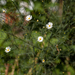 Boltonia diffusa - Photo (c) rachelgreenbelt, μερικά δικαιώματα διατηρούνται (CC BY-NC-SA)