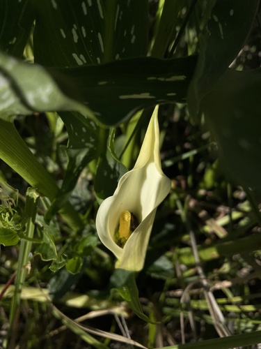 Spotted Calla Lily