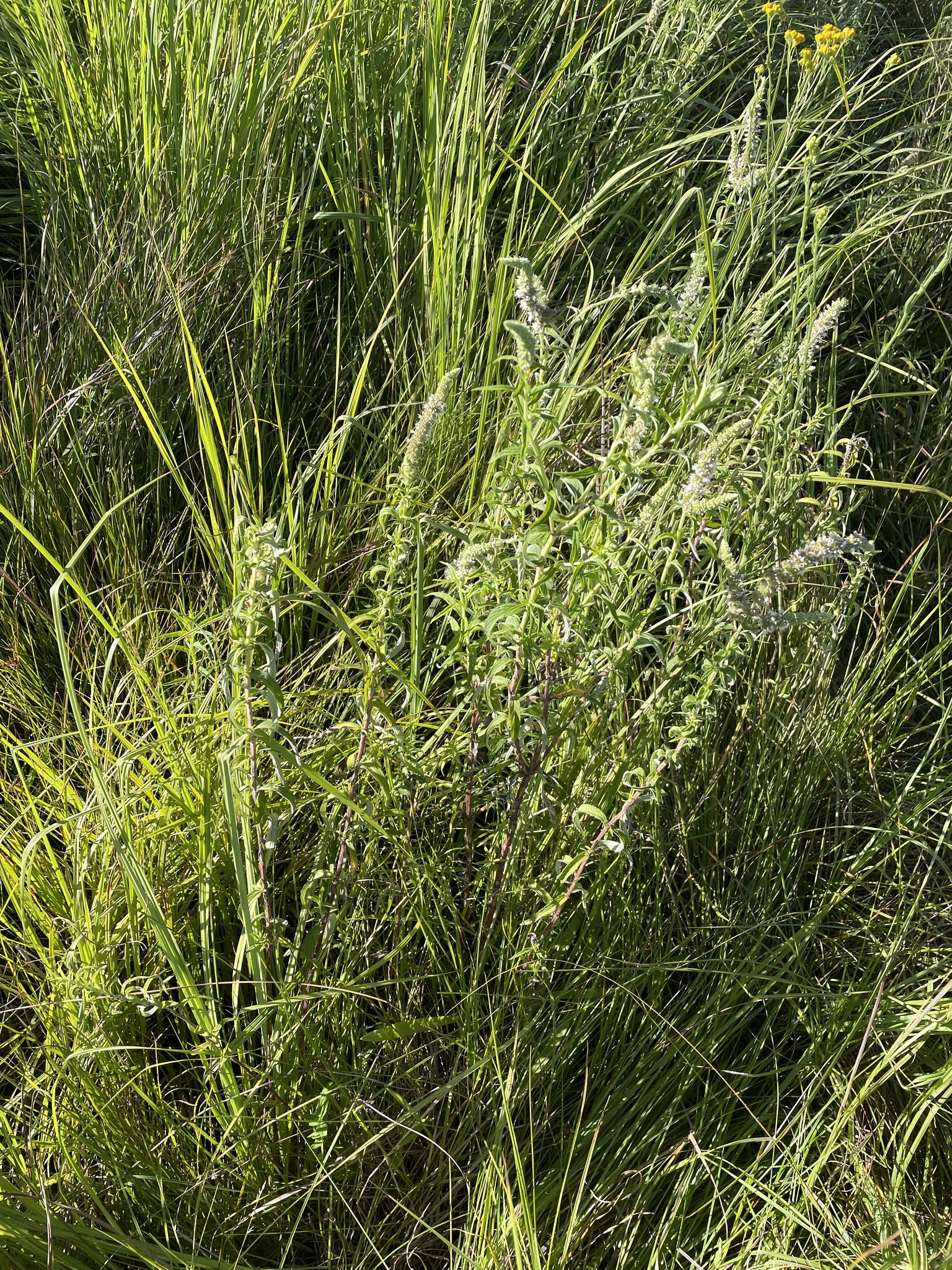 Imagem de Hortelã-brava