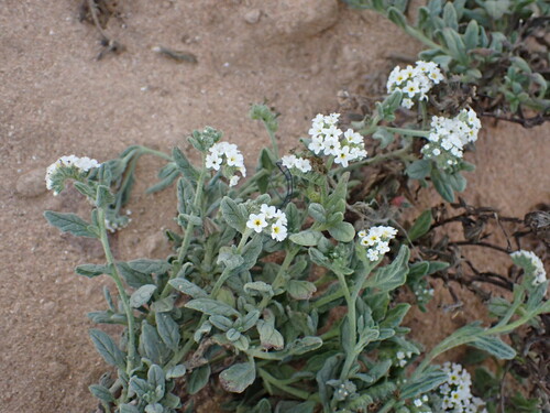 Image of Heliotropium bacciferum by (c) Milan Chytrý, some rights reserved (CC BY)