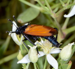 Mydas xanthopterus