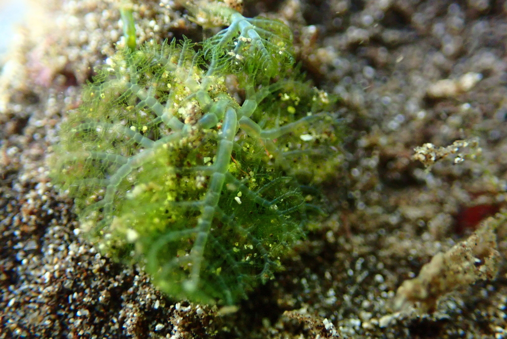 Phyllodictyon anastomosans