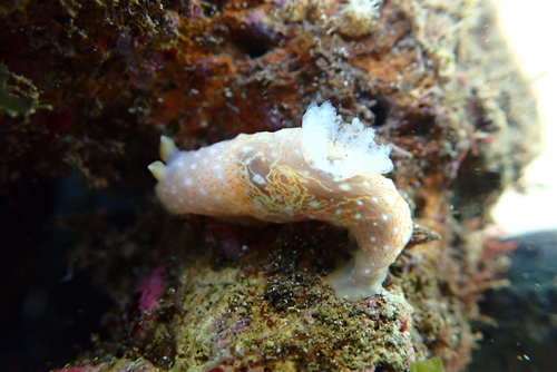 Gymnodoris okinawae, 2024-12-18