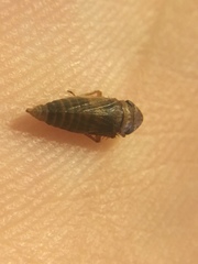 Aphrodinae