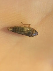 Aphrodinae