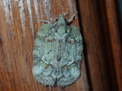 Flataloides scabrosus