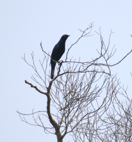 Splendid Starling