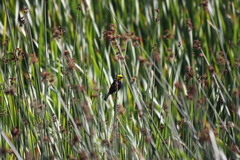Chrysomus icterocephalus bogotensis