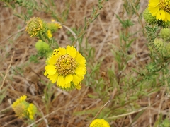 Holocarpha macradenia