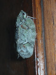 Flataloides scabrosus