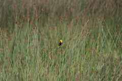 Chrysomus icterocephalus bogotensis