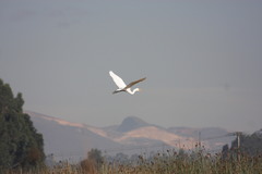 Ardea alba